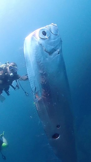 A giant oarfish was spotted in shallow waters off the northeast coast of Taiwan. 🐟(Do not touch wildlife) (IG🎥: @chengruwang) #Extreme #UNREEL #wildlife #fish #ocean