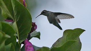 Hummingbird migration map: when will hummingbirds arrive in Wisconsin for spring?
