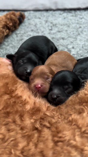 Welcome Daphne's First Litter of Miniature Puppies