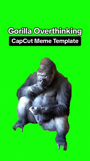Gorilla Overthinking meme | Green Screen - #CapCut Meme Template of a silverback gorilla overthinking while sitting down #greenscreen #memetemplate #gorilla #silverback #meme #monkey #trend #viral #fyp