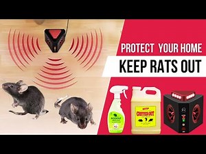 Best Rat Deterrents That Actually Work - Successful Way to Stop Rats From Getting Inside