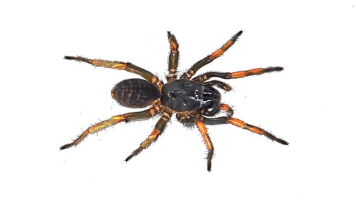 【致命烟囱】云南临沧产新种Damarchus属新蜕捕食小合集