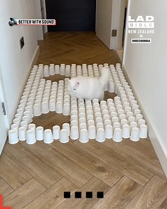 606K views · 10K reactions | My cats vs more obstacle courses ✅ | LADbible New Zealand | Facebook