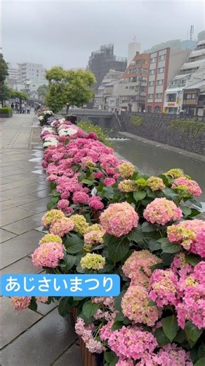 『長崎』あじさい祭りキレイだったよ！#紫陽花 #長崎旅行 #眼鏡橋 #長崎観光 #長崎県 #散歩好き