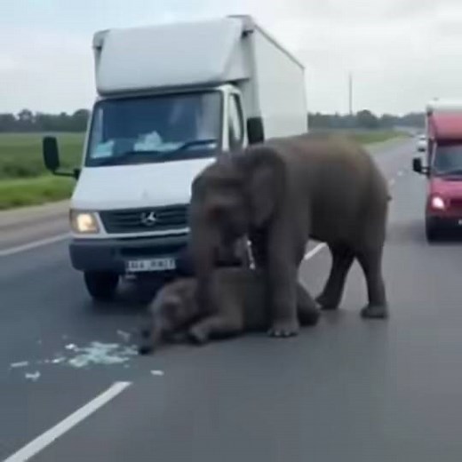 12K views · 43 reactions | Baby Elephant Struck by Car — Then Mom’s Reaction Stunned Everyone | Flowers and Gifs | Facebook