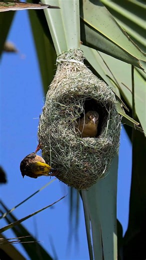 Incredible Of Weaver Bird Build Nest 🥰The Most Beautiful Bird Nest 01212#birdbuildnest