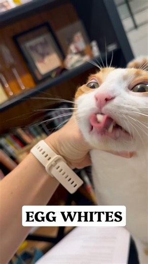 My Orange Cat Stole Abby’s Egg Whites
