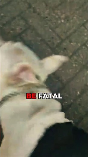 Creepy Dog ! #creepy #horror #terrifying #scary #dog