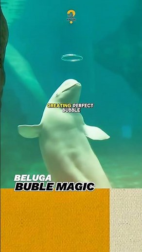 Beluga Creates Amazing Bubble Rings‼️