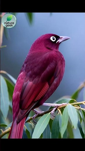 This Rare Purple Bird Looks Unreal! 💜🕊️ | 8K Wildlife Close-Up