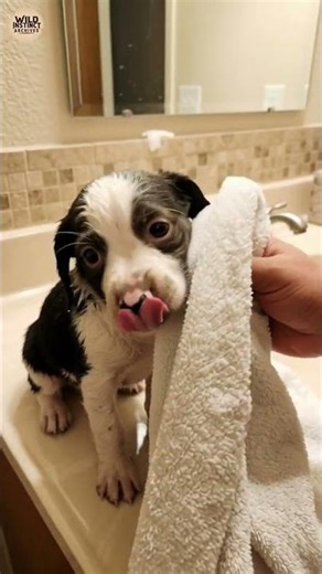 Helpless Dog Left in a Box Along the Road 🐶❤️