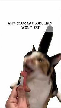Why Your Cat Suddenly Won't Eat (When To Worry)