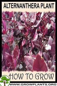Alternanthera plant - How to grow & care