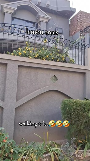 hr ghar mein lemon tree hy#pakistani_tik_tok #desimahol #foryoupagе #100k #views