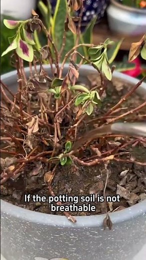 How To Take Care Goldfish Plant? #garden