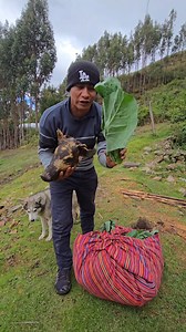 Preparando el rico puchero con su carne de 🐖😋🤝🏻🇵🇪#puchero #campo #alimento #sierra #viralreels #Perú #fblifestyle #Ancash | Domingo de la Selva