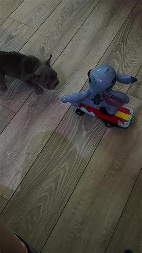 My daughter got a remote control stitch for Christmas and every time Ruby sees it she barks at it. It’s even funnier when it’s moving 😂 #frenchiepuppy #frenchie #barking #frenchiezoomies