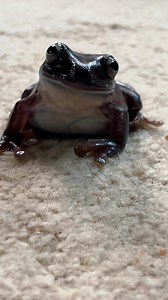 This frog feeding was a rare one bc BERRY JUMPED STRAIGHT OUT OF THE ENCLOSURE and made it to the ground 😅 #frog #frogs #pets #animals #frogsofinstagram #whitestreefrog #dumpytreefrog | Jessica's Animal Friends