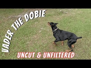 Doberman Uncut & Unfiltered: A Peek Behind the Scenes 🎥🐾 | Vader the Dobie Special