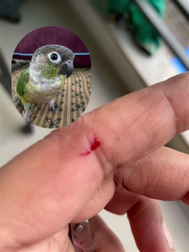 My cute little angry bird