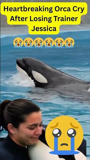 Heartbreaking Orca Cry After Losing Trainer Jessica | Emotional Animal Moment 🐋💔