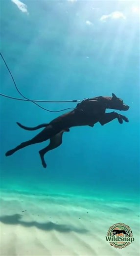 Scuba Diving Dog