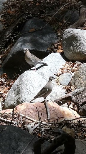 Doves #birds #wildlife #nature