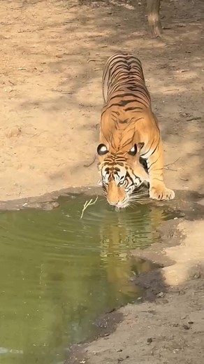 8.7K views · 221 reactions | National Geographic National Geographic India | Ranthambhore Tiger Safari | Facebook