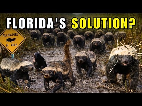 Releasing Thousands of Honey Badgers in Florida to SAVE The Ecosystem