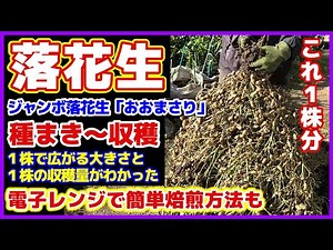 【落花生栽培が全部わかる】ジャンボ落花生「おおまさり」種まき～収穫・調理／普通のおおまさり(ネオではありません）／１株で広がる大きさと１株の収穫量／電子レンジで簡単に焙煎する方法／ラッカセイ育て方