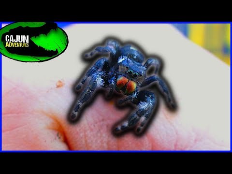 World's Smartest Spider?! Bold Jumping Spider!