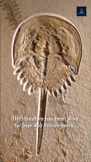 Horseshoe Crab: The 450 Million-Year-Old Survivor!