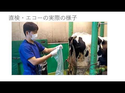 繁殖 直腸検査・超音波検査の基本