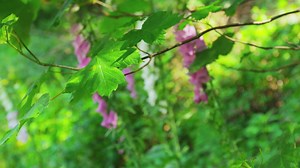 Large Hosta Varieties