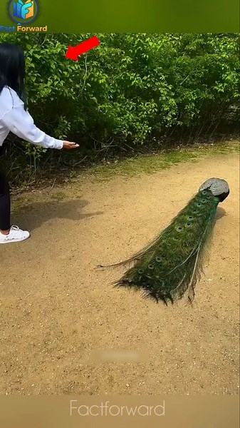 A magical thank you! ✨🦚#shorts #peacock