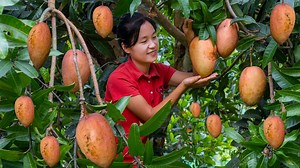 Harvesting Pink Mango Goes to the market sell | Ella Daily Life | Flixgo Cookies