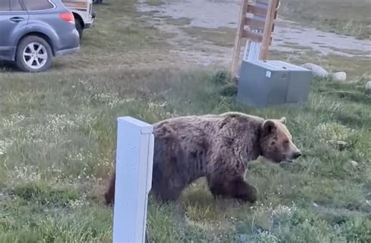Grizzly Bears Stroll Through RV Campsite @ Glacier National Park