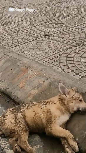 💔 A Story of Hope: Ill Street Dog Rescued and Healed 🐕💕#dogs #puppy #rescue | People love animals