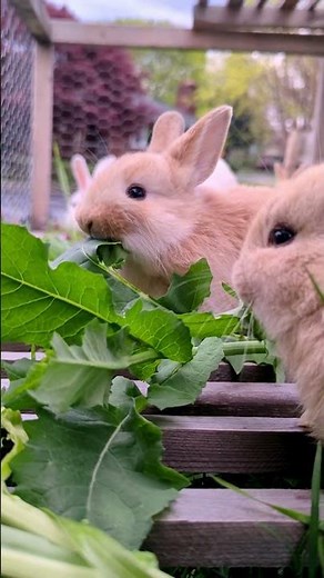 Snow baby bunnies side view eating large leaves