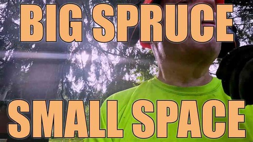 Expertly Cutting Down a Large Spruce in a Confined Area