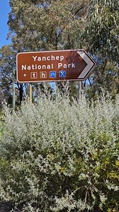 17 reactions | Experience all the wonders of Yanchep Park, just a quick 40-minute journey from Perth.  You'll discover enchanting woodlands and wetlands while encountering kangaroos, koalas and a variety of native bird species. 輦閭 And don't forget to add the Treetops Adventure to your itinerary for an exhilarating experience!  @destinationperth | Caravan & Camping WA | Facebook