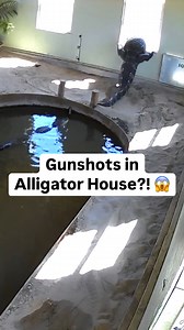 Wildlife Educator | Animal YouTuber on Instagram: "Gunshots in Alligator House?! 😱🐊🏡"