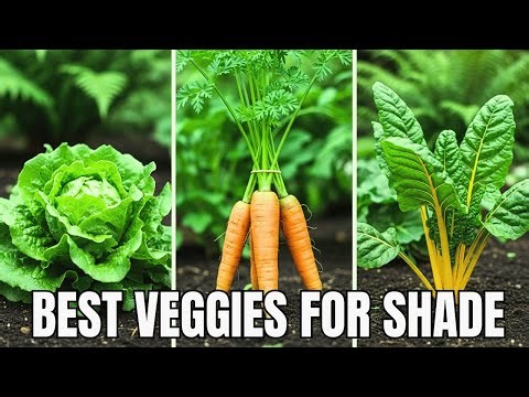 12 Perfect Vegetables You Didn’t Know Thrive in a Shady Garden 🌱