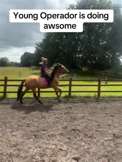 Progressing with Young Andalusian Horse Training