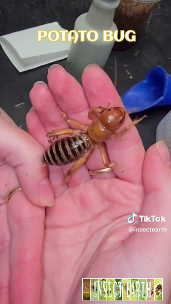 Also known as Jerusalem crickets. They are large, flightless insects with a distinctive appearance and a loud droning sound. They are native to Central America and parts of Mexico and the Western United States. #insectsoftiktok #insect #fyp #trending #viraltiktok