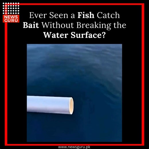 In a display of incredible precision and speed, a tuna fish catches its bait without even breaking the water’s surface. This rare moment showcases just how skilled and stealthy these ocean predators are. With lightning-fast reflexes and streamlined bodies, tuna are built for such flawless strikes. Nature’s engineering at its finest, this clip is a must-watch for anyone fascinated by marine life. #NewsGuru #TunaStrike #OceanPredators #NatureInAction #UnderwaterHunt | News Guru | Facebook