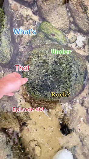Exploring Under Rocks: Episode 40 Unveils Surprising Discoveries