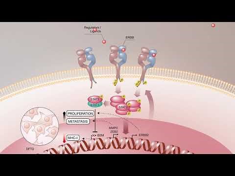 The ERBB-STAT3 Axis Drives Tasmanian Devil Facial Tumor Disease
