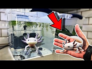 Building a POND to BREED AXOLOTLS!!