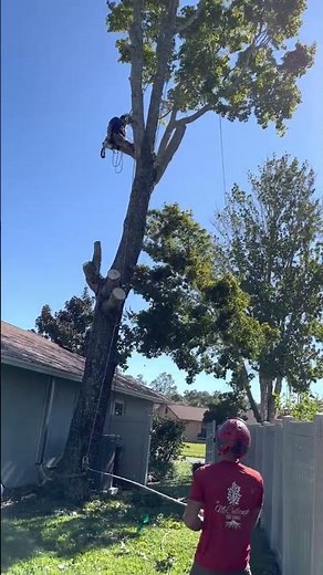 Removing Large Tree Limbs Safely | McCullough Tree Service